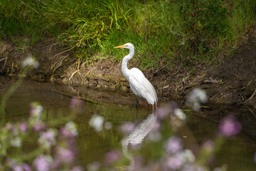 Great Egret (Ardea alba) walks in shallow water looking for prey.