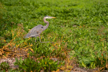 Great Blue Heron (Ardea herodias) hunting for gopher in a meadow. 