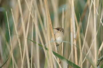 great reed  warbler, acrocephalus  arundinaceus, juv.