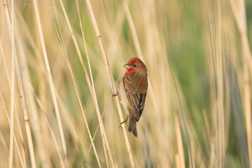 scarlet rosefinch, Carpodacus erythrinus
