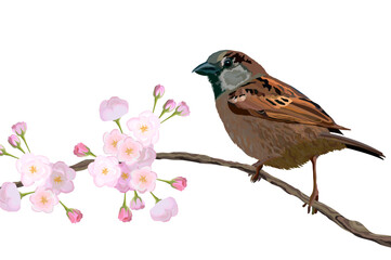 Eurasian tree sparrow bird sitting on the blossom branch in spring. Realistic vector illustration