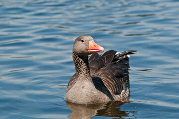 Greylag Goose (Anser anser) in park, Germany