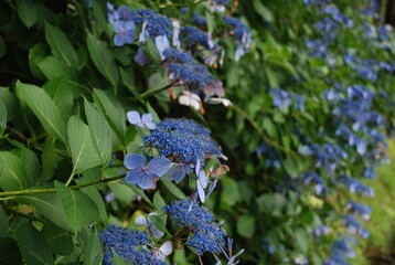 Japanese scenery - hydrangea
