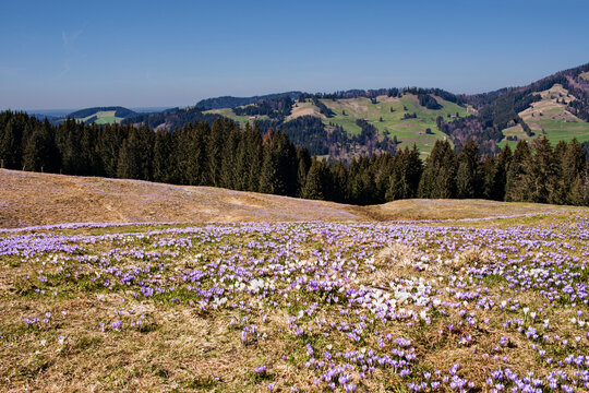 High angle view of purple crocus flowers with mountain ranges in the background, Hochsiedelalpe, Bavaria, Germany