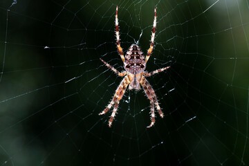 Close-up of garden spider hanging on web, Araneus Diadematus, Bavaria, Germany
