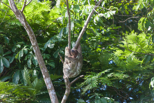 Three-toed Sloth on tree in Tortuguero national park, Costa Rica