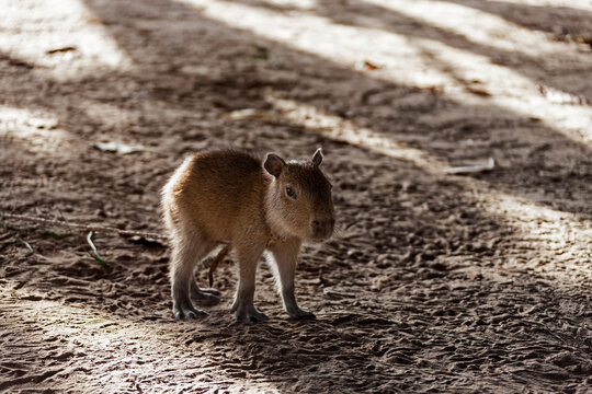 Capybara (Hydrochoerus hydrochaeris) standing on field, Orinoco Delta, Venezuela