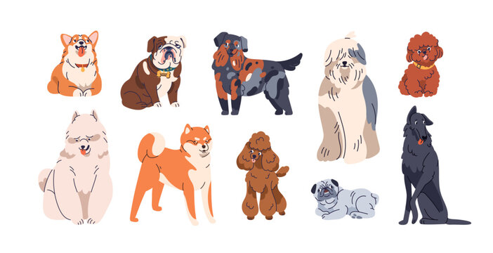 Different dogs breeds set. Cute purebred doggies, puppies. Corgi, Akita Inu, Bobtail, Border Collie, English bulldog pedigrees collection. Flat vector illustrations isolated on white background