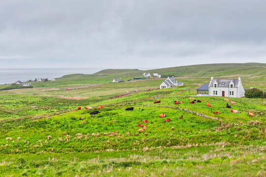Cottage and cows on green landscape, Isle of Skye, Scotland
