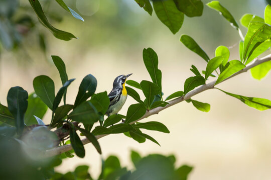 Blackburnian Warbler bird perching on tree branch, Cienfuegos, Cuba