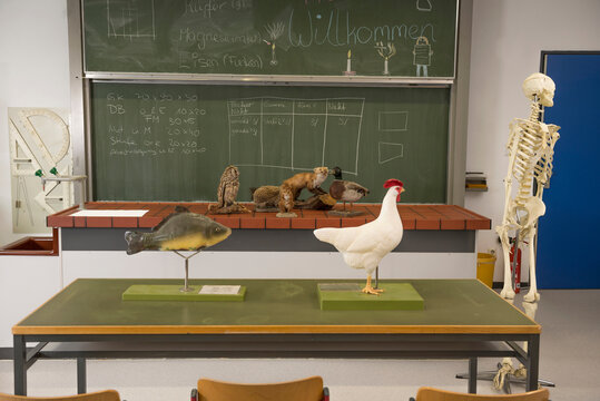 Stuffed animals and human skeleton for experiments in a biology class, F&uuml;rstenfeldbruck, Bavaria, Germany