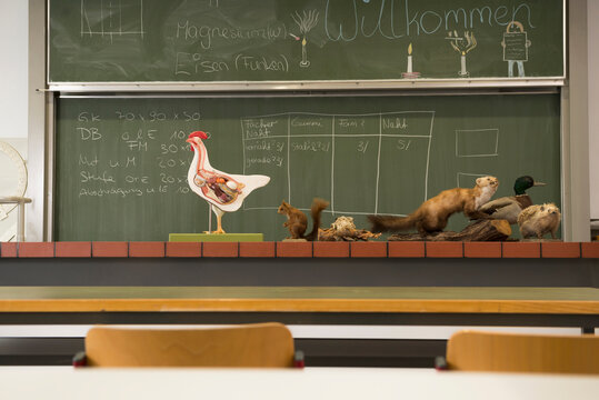 Stuffed animals for experiments in a biology class, F&uuml;rstenfeldbruck, Bavaria, Germany