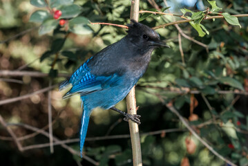 Steller’s Jay (Cyanocitta stelleri) in coniferous forest, Anchorage, Alaska, USA