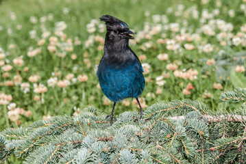 Steller’s Jay (Cyanocitta stelleri) in coniferous forest, Anchorage, Alaska, USA