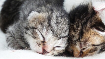 Fototapeta na wymiar Schlafende baby Katzen