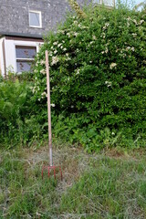 FU 2021-06-19 Wiehl 302 Im Gras steckt ein Holzstab