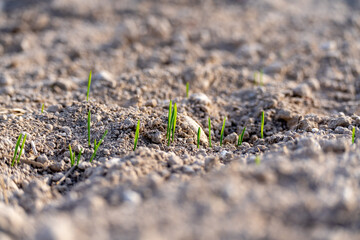 Young plants of winter wheat. Young wheat crop in a field. Field of young wheat, barley, rye. Young green wheat growing in soil.