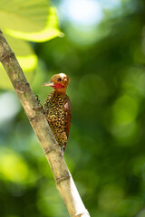 Zimtspecht rastet unter einem Blatt um sich vor der Sonne zu schützen, Cinnamon Woodpecker