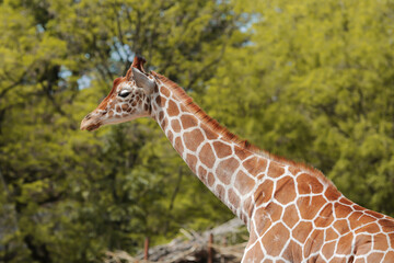 Giraffe