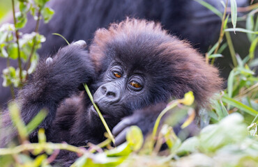 Baby gorilla in natural habitat looking towards camera 