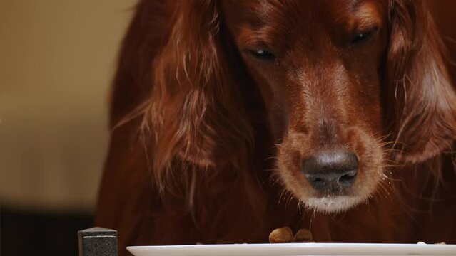 Domestic dog eats food at home.