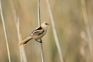 bearded reedling, panurus biarmicus juv. male