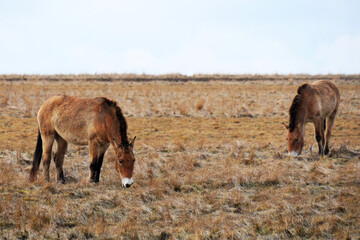 Przewalski's horse on a spring pasture. Horse rescue program, restoration of the steppe in the Dívčí hrady locality, Czech Republic. Rare and endangered wild horse. originally native in Central Asia.