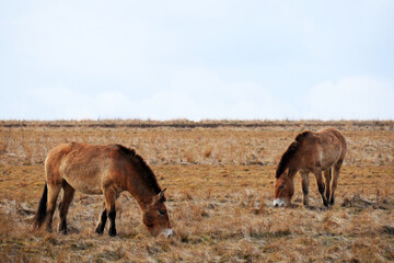 Przewalski's horse on a spring pasture. Horse rescue program, restoration of the steppe in the Dívčí hrady locality, Czech Republic. Rare and endangered wild horse. originally native in Central Asia.