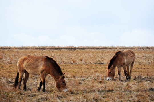 Przewalski's horse on a spring pasture. Horse rescue program, restoration of the steppe in the D&iacute;vč&iacute; hrady locality, Czech Republic. Rare and endangered wild horse. originally native in Central Asia.