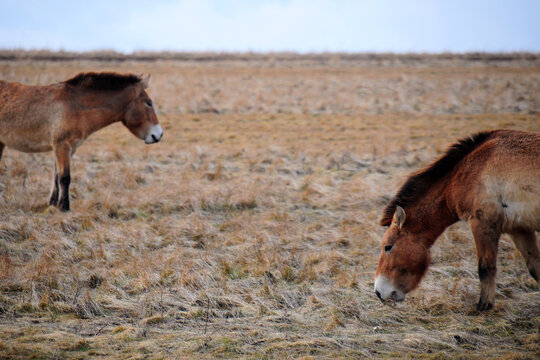Przewalski's horse on a spring pasture. Horse rescue program, restoration of the steppe in the D&iacute;vč&iacute; hrady locality, Czech Republic. Rare and endangered wild horse. originally native in Central Asia.