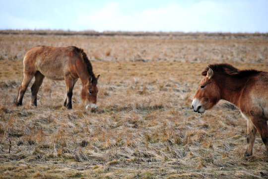 Przewalski's horse on a spring pasture. Horse rescue program, restoration of the steppe in the D&iacute;vč&iacute; hrady locality, Czech Republic. Rare and endangered wild horse. originally native in Central Asia.