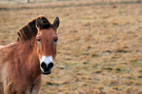 Przewalski's horse on a spring pasture. Horse rescue program, restoration of the steppe in the D&iacute;vč&iacute; hrady locality, Czech Republic. Rare and endangered wild horse. originally native in Central Asia.