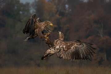 A pair of battling White tailed eagles (Haliaeetus albicilla) appear to be performing karate mid-air. Poland, europe. Fighting eagles. National Bird Poland.                                            