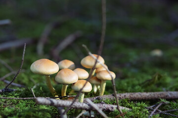 clearing of mushrooms in the forest mushrooms in the forest close-up there is a place for an inscription