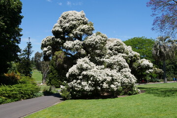 Royal Botanical Gardens in Melbourne - Botanischer Garten