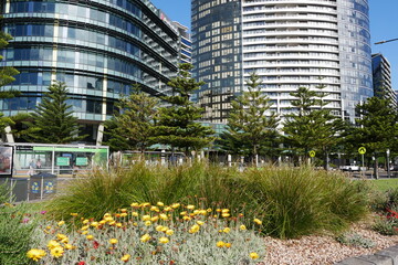 Blumen vor Hochhäusern in Melbourne