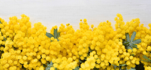 白い板に載せたミモザの花、ミモザの日、アカシアの切り花、背景、白背景、バナー、フレーム