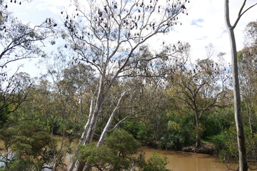 Baum mit fliegenden Füchen Flying Foxes in Melbourne Australien
