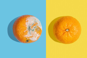 Rotten tangerine and fresh tangerine on blue and yellow background.