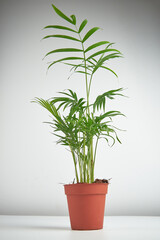 A green houseplant, parlour bella palm, in a plant pot against a white background