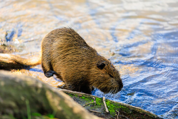 Nutria on the banks of the Vltava river in Prague the capital of the Czech Republic. Urban animals.Background