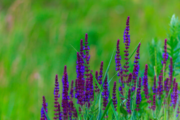 Wild field flowers. Blooming nature background, selective focus