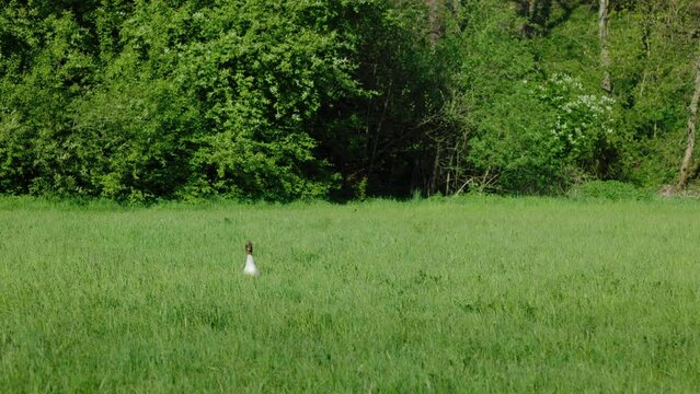 Wasservogel mit Nachwuchs in Naturschutzgebiet