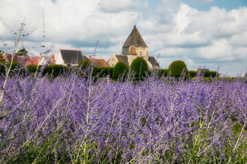 Perovskia Flowers in the Magnificent Gardens of the Castle of Villandry, Loire, France