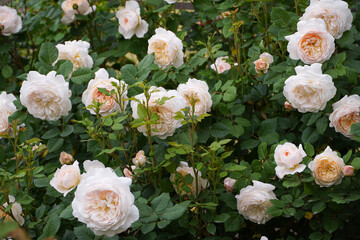 Obraz na płótnie Canvas Blooming English rose Crocus Rose in the garden. Davis Ausrin roses.