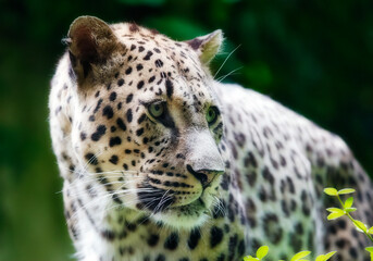 Portrait of a Persian Leopard