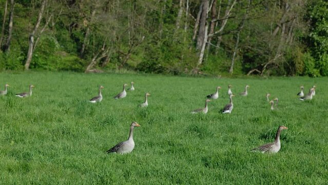 Graug&auml;nse im Fr&uuml;hling auf Wiese am Waldrand