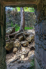 Tree through the ruins of industrial heritage related to the gold rush at Karangahake Gorge in New Zealand