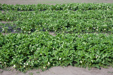 Fototapeta na wymiar Garden strawberry seedbed, white flowers and buds with green leaves. Densely growing bushes of flowering strawberries in garden. Mulching soil with black spunbond. Spring farming.