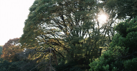 昼下がりの自然公園